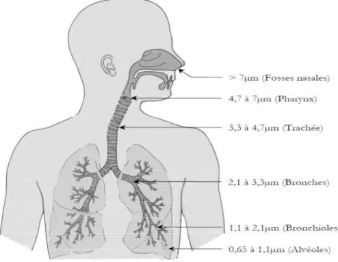 Figure I.2. Pénétration des particules dans l’appareil respiratoire (EPA, 1996) 
