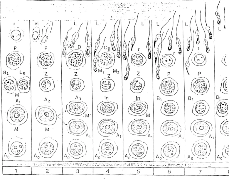 Fig  n02  : Stades du cycle  de l'épithélium séminifère  chez le bélier. 