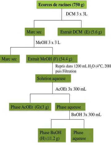 Figure 2- 4 : Schéma d’extraction et de fractionnement des écorces des racines de P. 