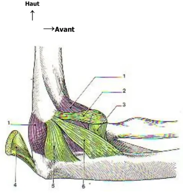 Fig. 4 : articulation du coude  (d’aprèsKamina (17) ) ( vue latérale) 
