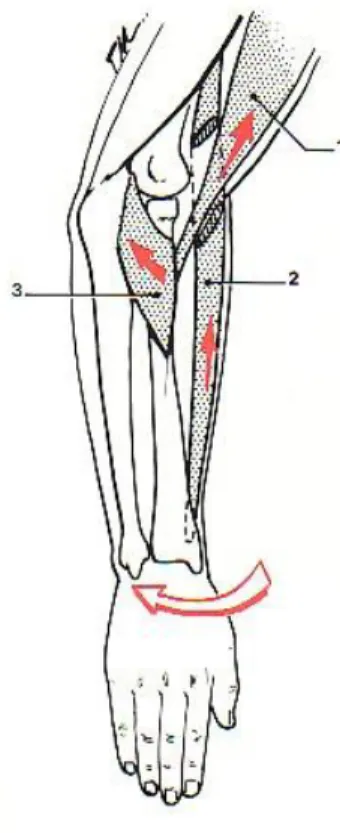 Figure 15 :   Muscles supinateurs (d’aprèsKamina (17) )  