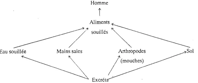 Figure 3:  Schéma de  Wagner et  Lacroix:  Mode  de  transmission de  la  maladie à  partir des  excréta