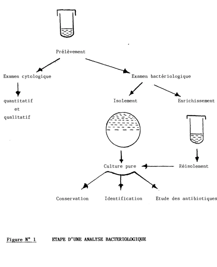 Figure N° 1 ETAPE Dr UNE ANALYSE BACTERIOLOGIQUE