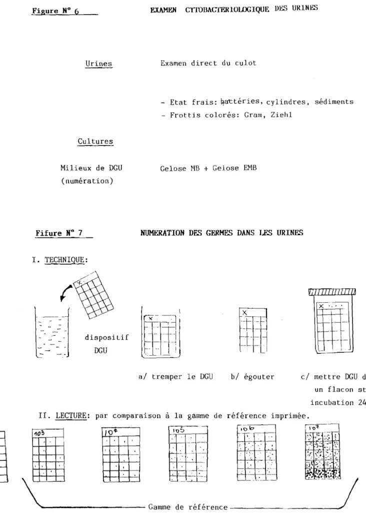 Figure HO 6 Urines Cultures Milieux de DGU (numération) Fifure HO 7 1. TECHNIQUE: 16