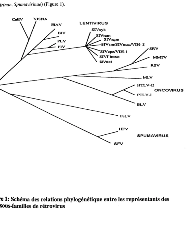 figure  1: Schéma des relations phylogénétique entre les représentants des  kW·$Ous-familles de rétrovirus 