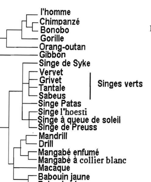 Figure 4:  A. Ordre des primates avec quelques exemples de genres et  d'espèces. 