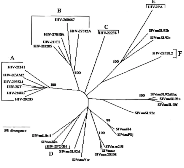Figure  7:  Les  relations  phylogenetiques  des  membres  de  la  lignée  SIVsmlSIVmacIVIH-2 (252)