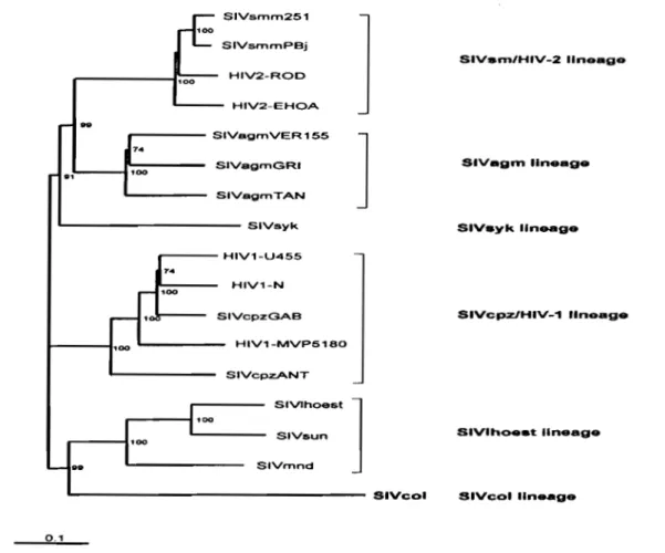 Figure 8:  Les relations phylogénétiques entre SIV col et les autres virus des  primates (213)