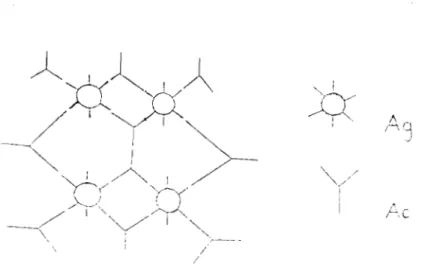 Figure 8  : Représentation schématique d'un  réseau  Ag - Ac 