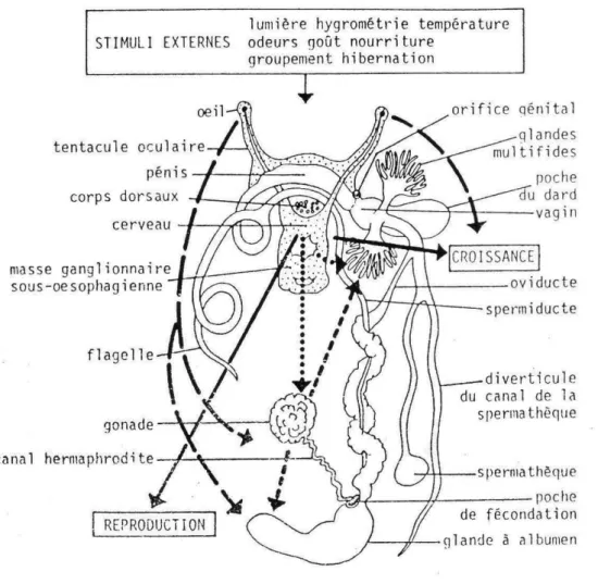 Figure 12: Régulation de la croissance et de la reproduction chez l’escargot  (GOMOT &amp; DERAY, 1987) 