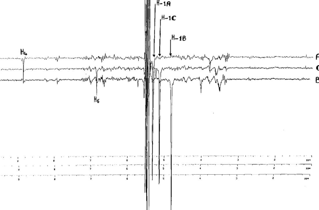 Figure 23. Spectres RMN des effets overhauser (NOEDIFF) du composé! des fleurs de 1. asarifolia.