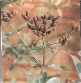 Figure 2  :  Photographie d'un pied  de  Lippia multiflora 