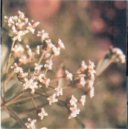 Figure  6  : Photograprue de  feuilles d e  Lippia  multiflora sechées, et vendues  sur le marché 