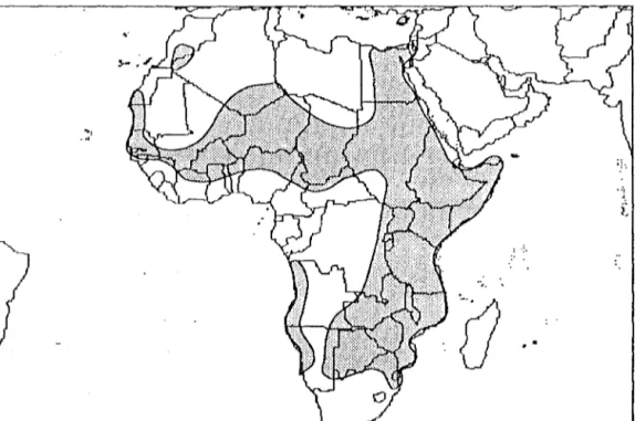 Figure 2.  Aire naturelle de répartition d'Acacia albida. (D'après Wickens, 1969) 