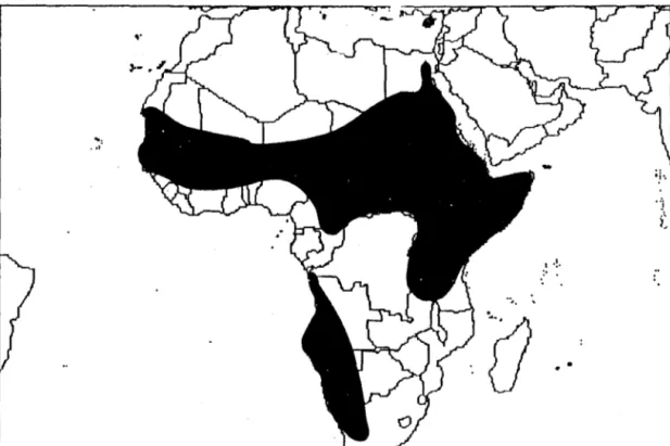 Figure 4.  Aire naturelle de répartition  d'Acacia seyal.  (Anonyme, 1987). 