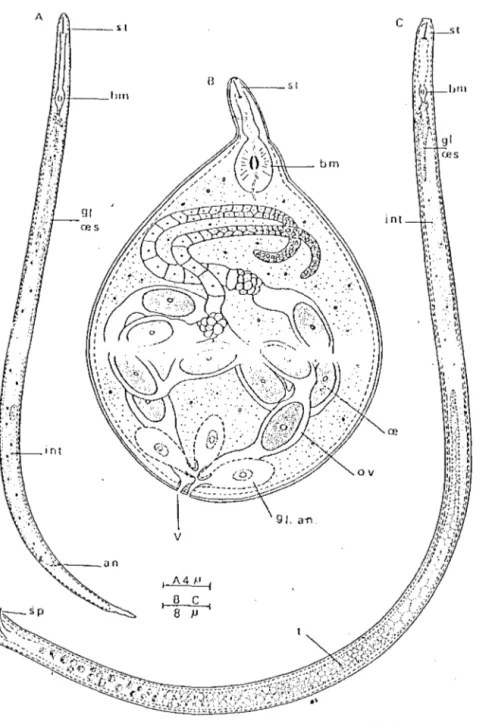 Figure 6. Meloidogyne sp. : Morphologie du juvénile de second stade (A), de la femelle adulte  (B) et du mâle adulte (C)