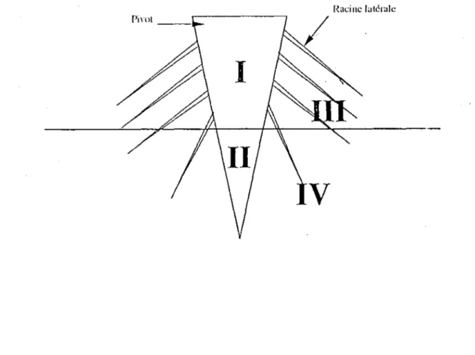 Figure 12.  Distribution des  racines des 3 espèces  d'Acacia dans les  différents tamis pour  l'extraction de Meloidogyne mayaguensis