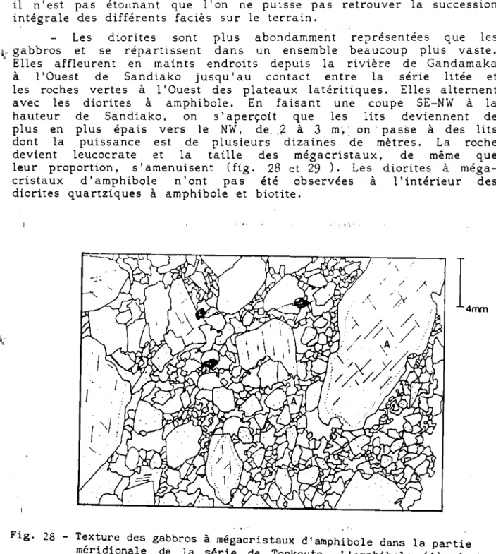 Fig. 28 - Texture des gabbros à mégacristaux d'amphibole dans la partie méridionale de la série de Tonkouto