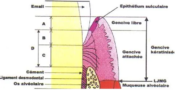 Figure 2: Structures du parodonte [6] 