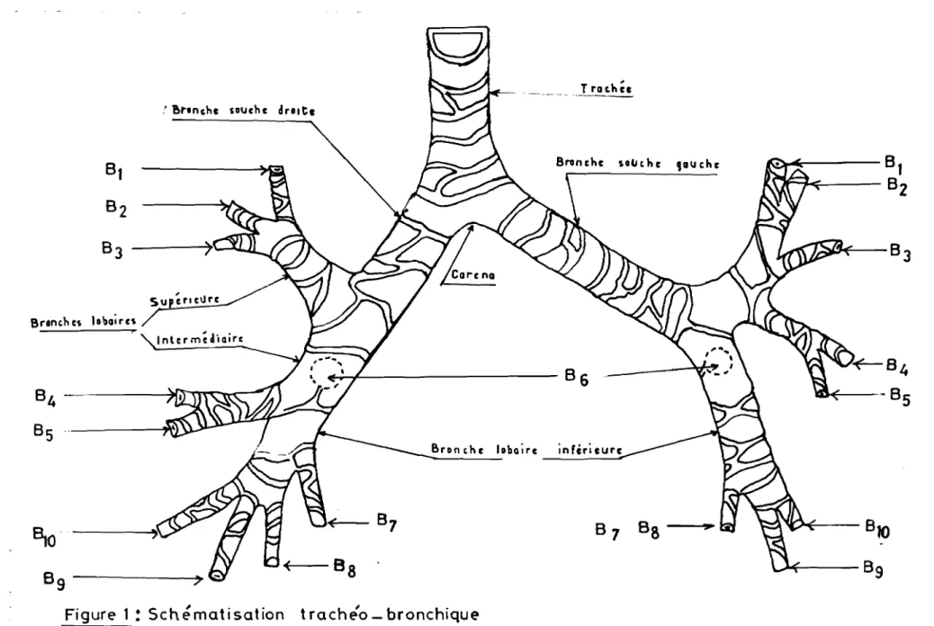Figure 1 : Schématisation t rache'o - bronchique