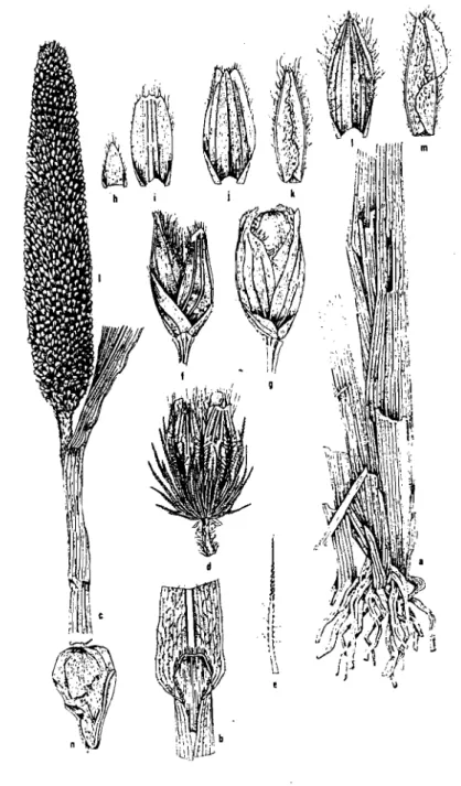 Figure 7 : Morphologie du mil.