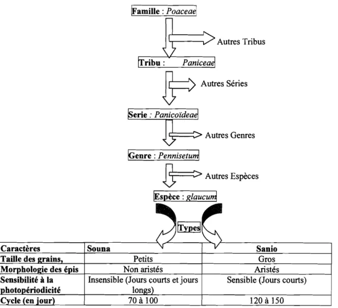 Figure 9 : Position systématique et principaux caractères des types de mil (Pennisetum glaucum (L.) R