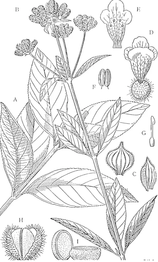 Figure 3:  Lippia multiflora  ~lo1denke 
