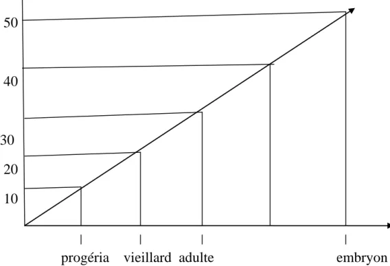 Tableau III : Division cellulaire en fonction de l'âge  