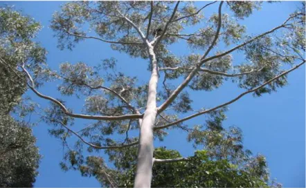 Figure 4: Un arbre d’Eucalyptus citriodora 