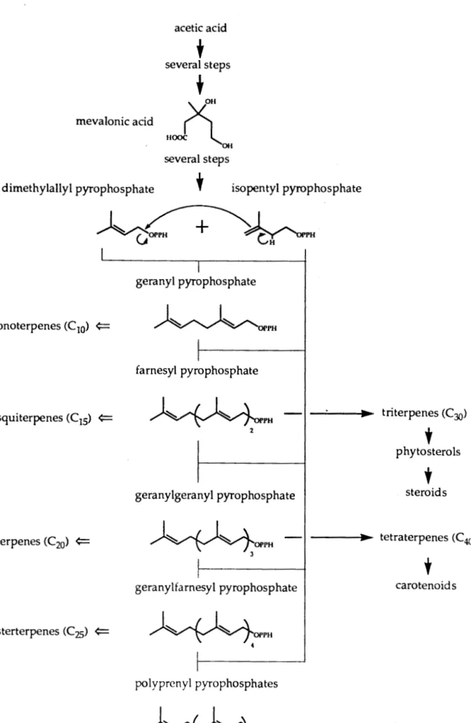 Figure  7: Schéma général de la biosynthèse des terpènes  '&#34;(92) 