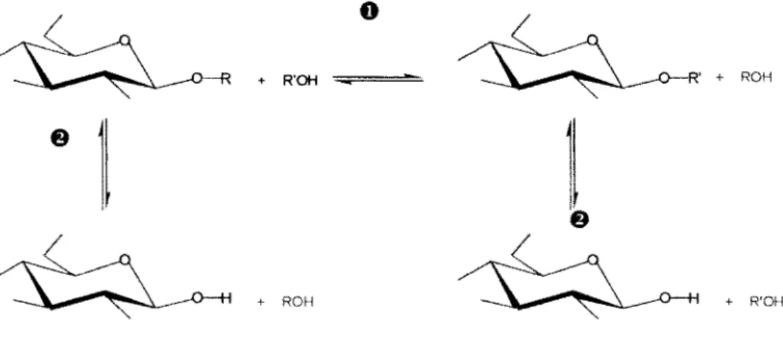 Figure  8  :  Schéma  général  de  la  réaction  de  transglycosylation  catalysée  par  les  glycosidases