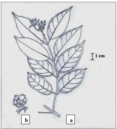 Figure 1: Morinda morindoides (Back.) Milne-Redh. (Rubiaceae)  a-  Rameau feuillé avec fleurs 