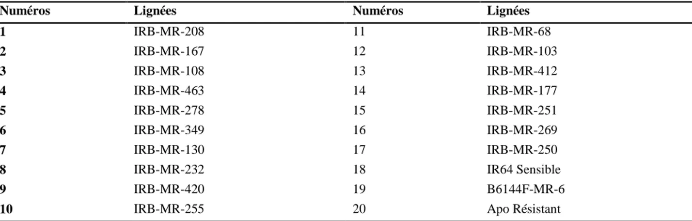 Tableau III: liste des 20 lignées utilisées