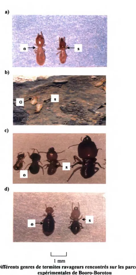 Figure 4 :  Différents genres de termitn ravageurs rencontrés sur  les parcelles  expérimentales  de  Booro-Borotou 