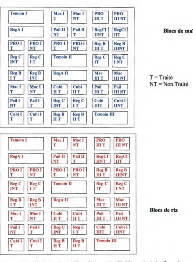 Figure S b : Détail du dispositif  expérimenta) utilisé à  partir de la 2e  année  1 ,  n etm:  Numéro  des  rangées 