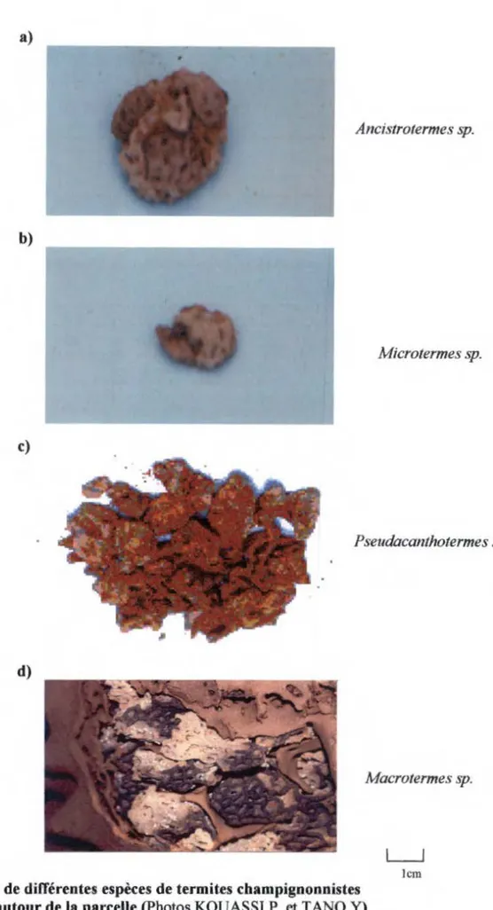 Figure 7:  Meules de différentes espèces de termites champignonnistes  récoltées autour de la parcelle (Photos KOUASSI P