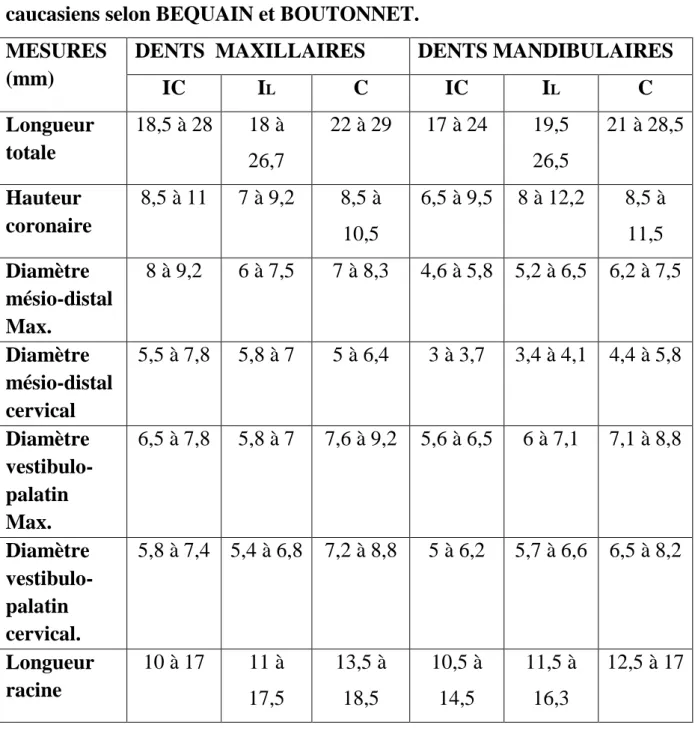 Tableau II : mensurations exprimées en millimètre des dents chez les sujets  caucasiens selon BEQUAIN et BOUTONNET