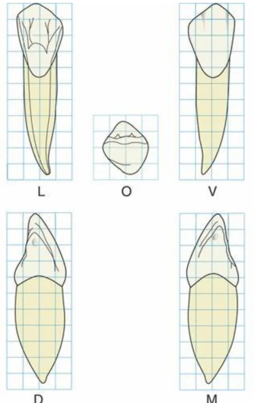 Figure 8 :  Canine mandibulaire « type » selon Papathanassiou 