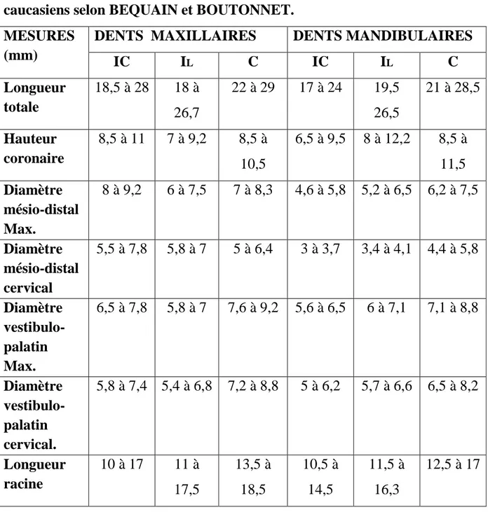 Tableau II : mensurations exprimées en millimètre des dents chez les sujets  caucasiens selon BEQUAIN et BOUTONNET