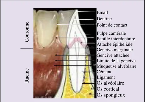 Figure 2 : coupe sagittale de l’organe dentaire. Image modifiée  formation.tabacologie.globalink.org/html/Nouv 