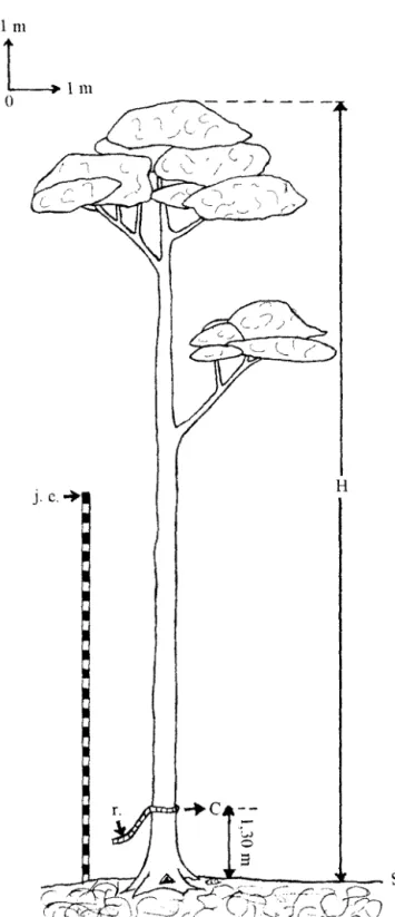 Fig.  211. Méthode de mesure de circonférence et de hauteur, par le procédé de jalons emboîtés (j.e.) ct du  ruban (r.) 