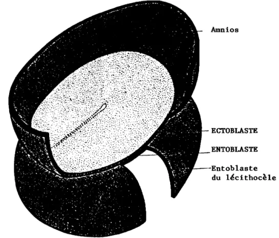 FIG. 5 - Le disque embryonnaire ~ la fin de la 2ème semaine.
