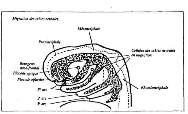 FIG. 13 - Extr~mit~ c~pha1ique d'un embryon de 30 jours montrant la migration des cellules des crêtes neurales dans les bourgeons