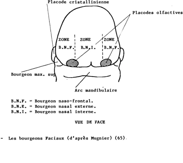 FIG. 16 - Les bourgeons Faciaux (d'apr~s Mugnier) (65).