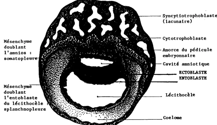 FIG. 4 - Le Blastocyste l la fin de la 2~e semaine.