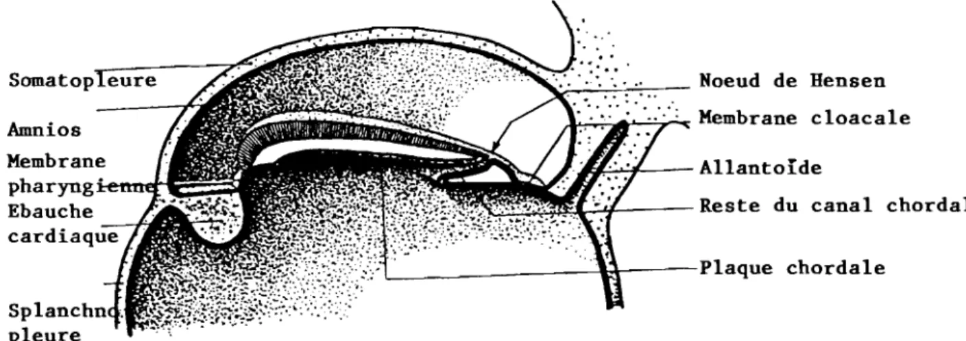 FIG. 9 - La plaque chordale