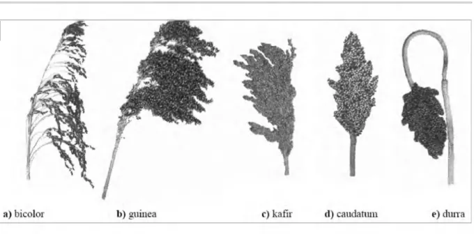 Figure 2  :  La panicule des cinq races de base de sorgho cultivé (Clerget et al., 2004)