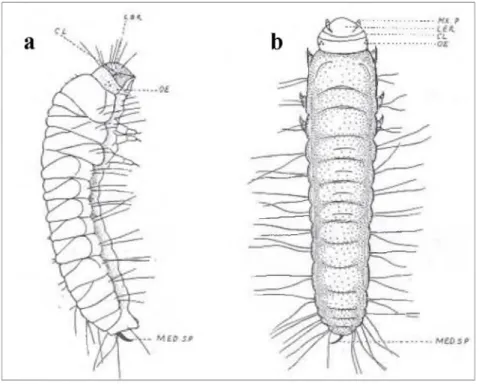 Figure  6  :  Premier  stade  larvaire  de R.  dominica F.  :  (a) vue  de  profile,  (b) vue  dorsale,  (OE)  ocellus, (MED SP) mediane spine, (LER) labrum, (CL) clypeus, (Mx