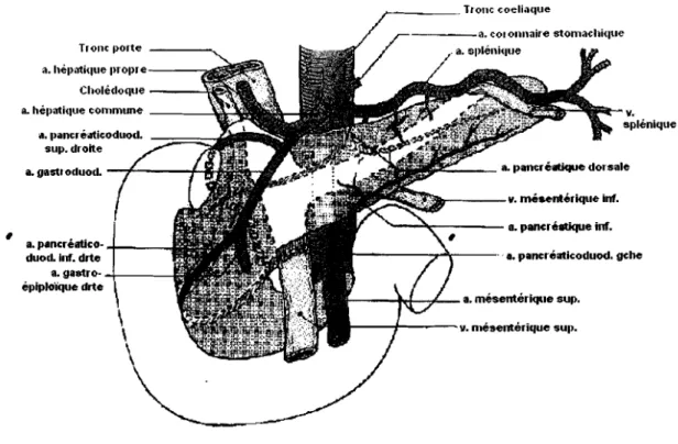 figure 1 : le tronc cœliaque et ses branches [7]