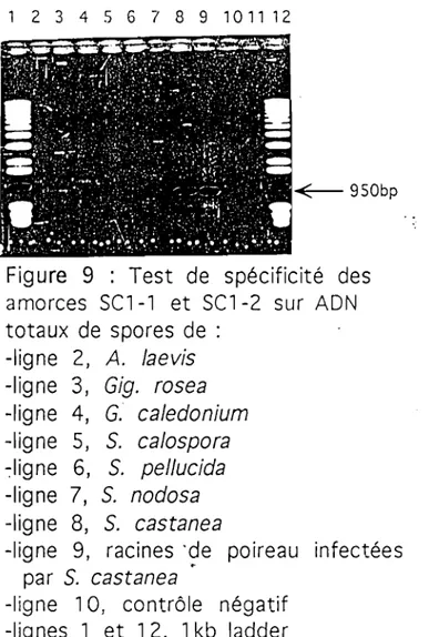 Figure 9 : Test de spécificité des amorces Sel-l et sel -2 sur ADN totaux de spores de :